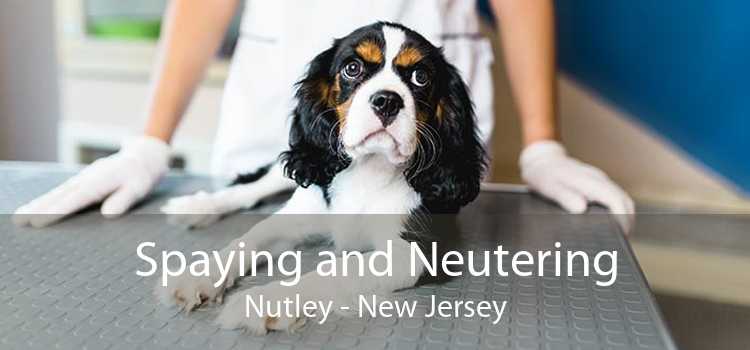 Spaying and Neutering Nutley - New Jersey