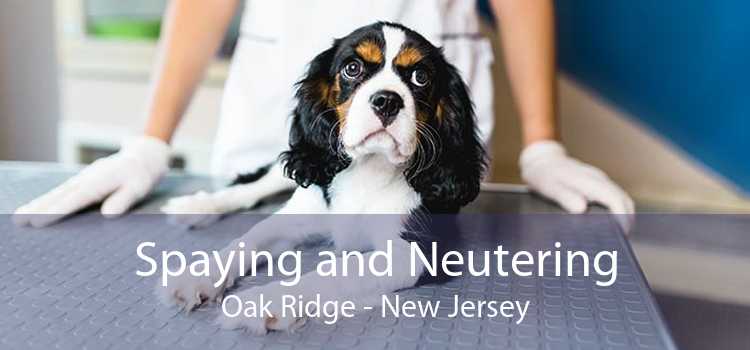 Spaying and Neutering Oak Ridge - New Jersey