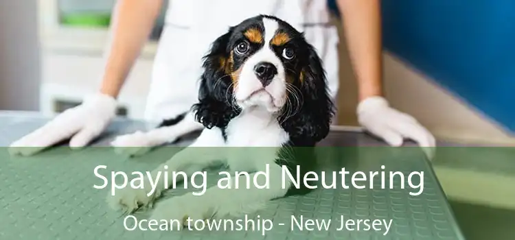Spaying and Neutering Ocean township - New Jersey