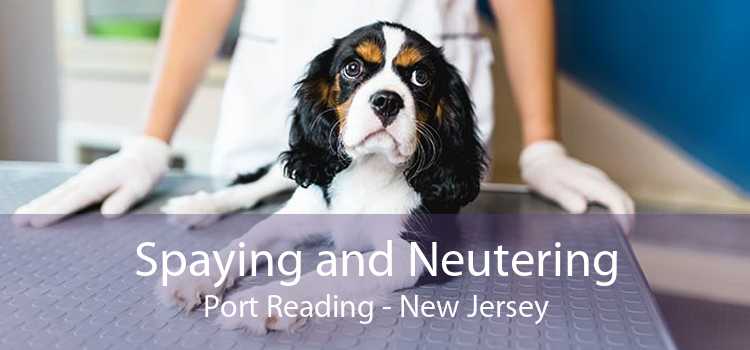 Spaying and Neutering Port Reading - New Jersey