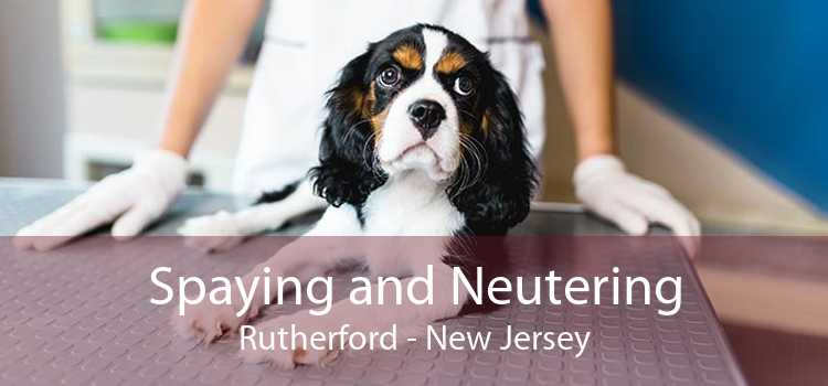 Spaying and Neutering Rutherford - New Jersey
