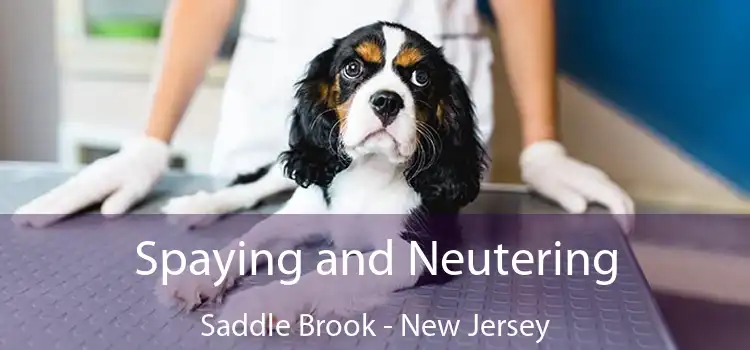 Spaying and Neutering Saddle Brook - New Jersey