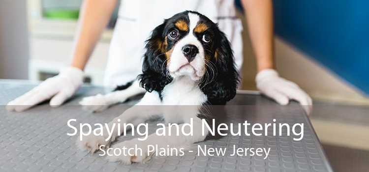 Spaying and Neutering Scotch Plains - New Jersey
