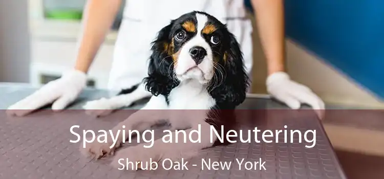 Spaying and Neutering Shrub Oak - New York