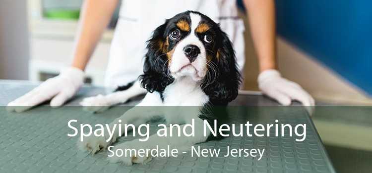 Spaying and Neutering Somerdale - New Jersey