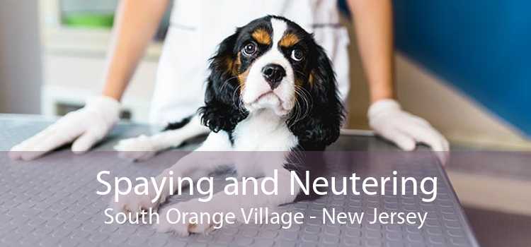 Spaying and Neutering South Orange Village - New Jersey