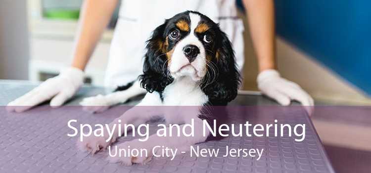 Spaying and Neutering Union City - New Jersey