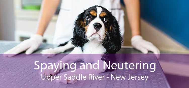 Spaying and Neutering Upper Saddle River - New Jersey