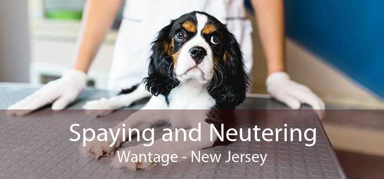 Spaying and Neutering Wantage - New Jersey