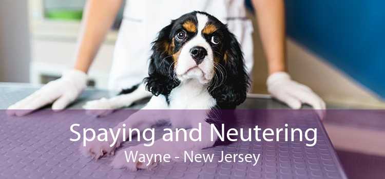 Spaying and Neutering Wayne - New Jersey