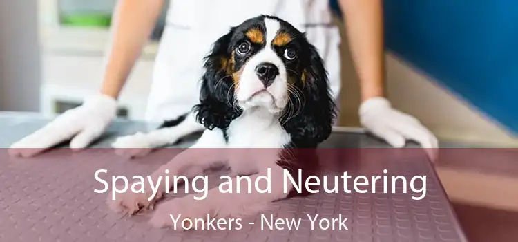 Spaying and Neutering Yonkers - New York