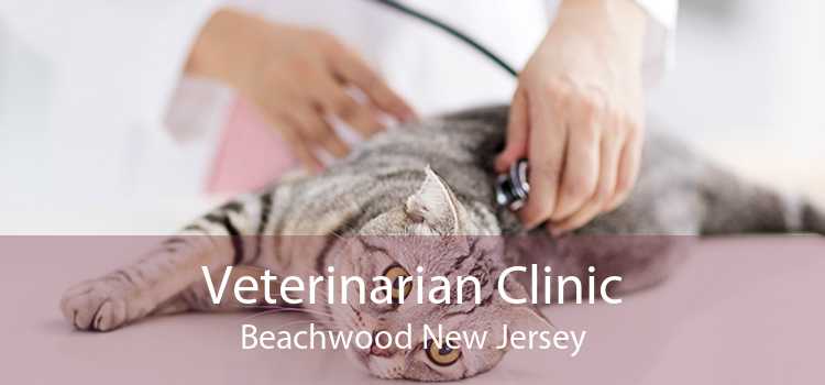 Veterinarian Clinic Beachwood New Jersey