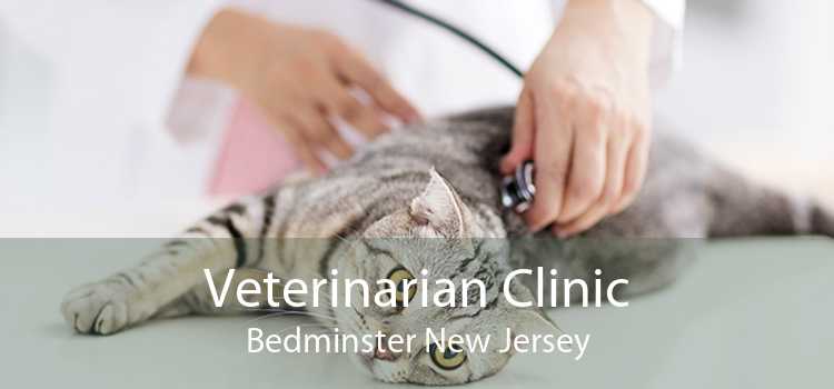Veterinarian Clinic Bedminster New Jersey