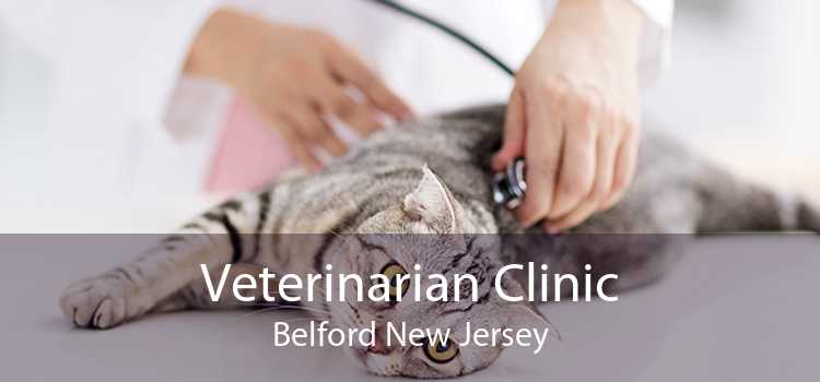 Veterinarian Clinic Belford New Jersey
