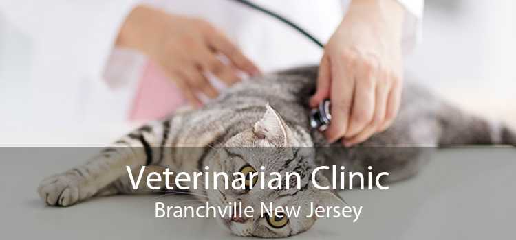 Veterinarian Clinic Branchville New Jersey