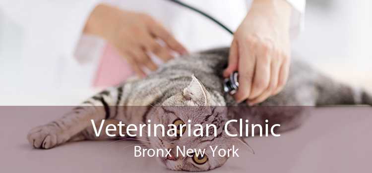 Veterinarian Clinic Bronx New York