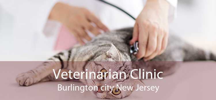 Veterinarian Clinic Burlington city New Jersey