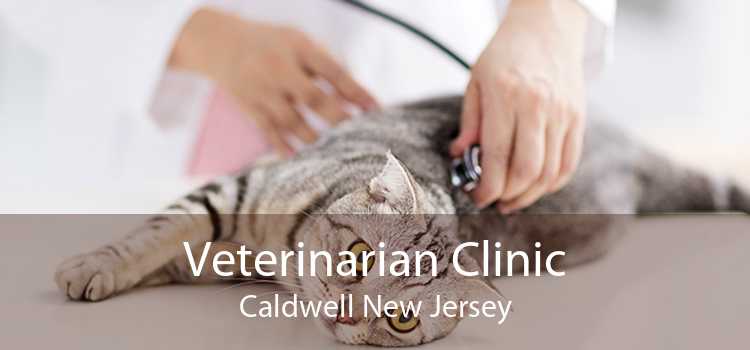 Veterinarian Clinic Caldwell New Jersey