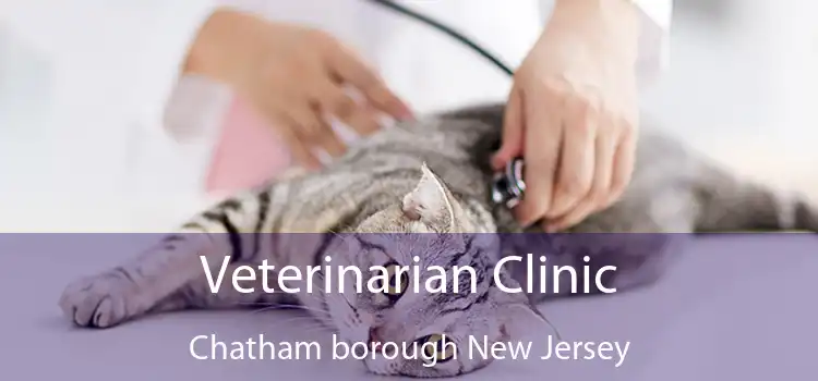 Veterinarian Clinic Chatham borough New Jersey