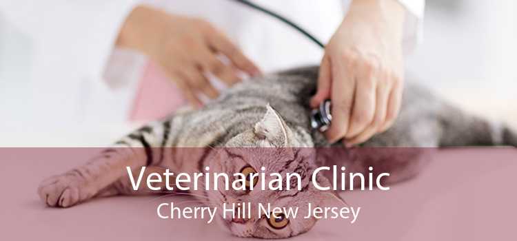 Veterinarian Clinic Cherry Hill New Jersey