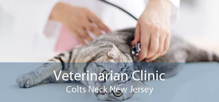 Veterinarian Clinic Colts Neck New Jersey