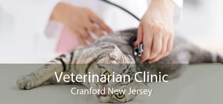 Veterinarian Clinic Cranford New Jersey