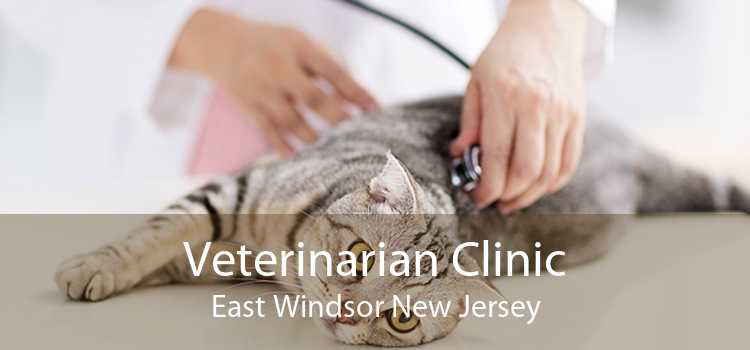 Veterinarian Clinic East Windsor New Jersey