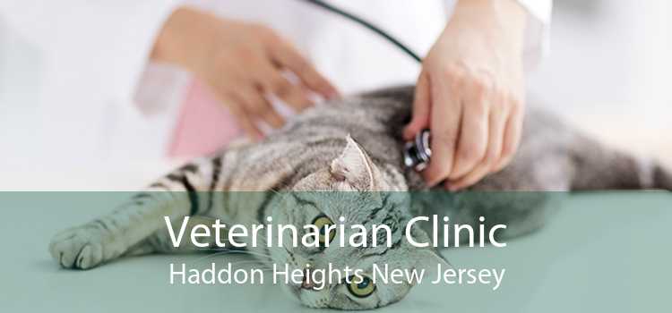 Veterinarian Clinic Haddon Heights New Jersey