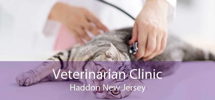 Veterinarian Clinic Haddon New Jersey