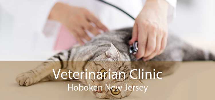 Veterinarian Clinic Hoboken New Jersey