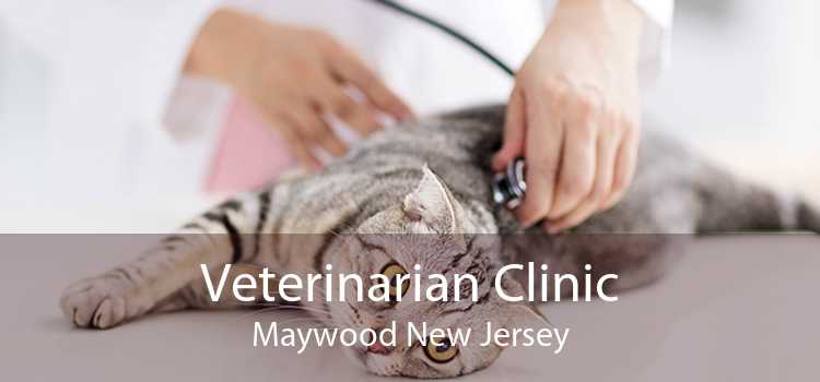 Veterinarian Clinic Maywood New Jersey