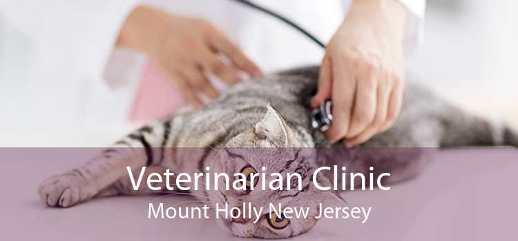 Veterinarian Clinic Mount Holly New Jersey