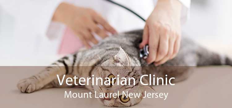 Veterinarian Clinic Mount Laurel New Jersey