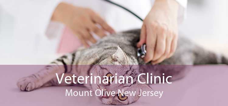 Veterinarian Clinic Mount Olive New Jersey