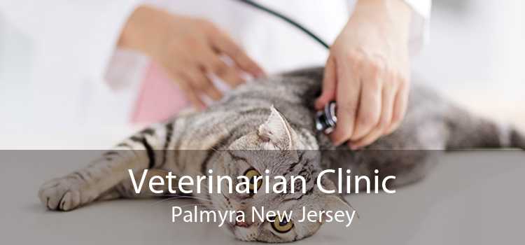 Veterinarian Clinic Palmyra New Jersey