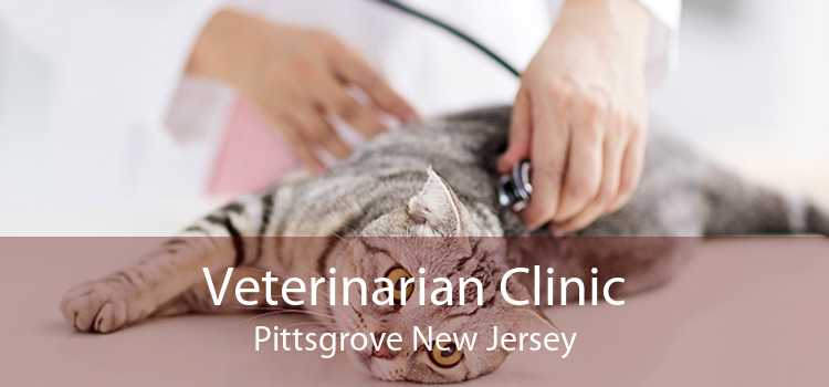 Veterinarian Clinic Pittsgrove New Jersey