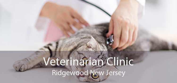 Veterinarian Clinic Ridgewood New Jersey