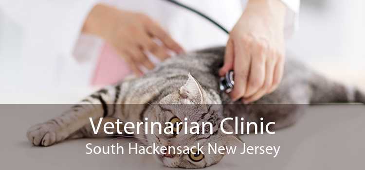 Veterinarian Clinic South Hackensack New Jersey