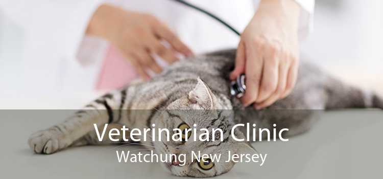 Veterinarian Clinic Watchung New Jersey