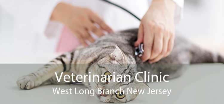 Veterinarian Clinic West Long Branch New Jersey