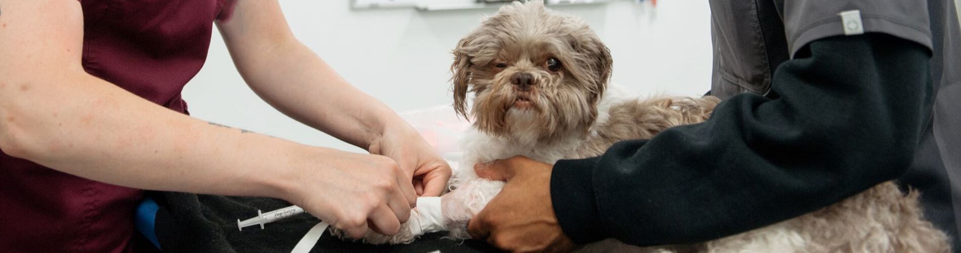 Animal Hospital Brigantine Small, Affordable, And Emergency Animal