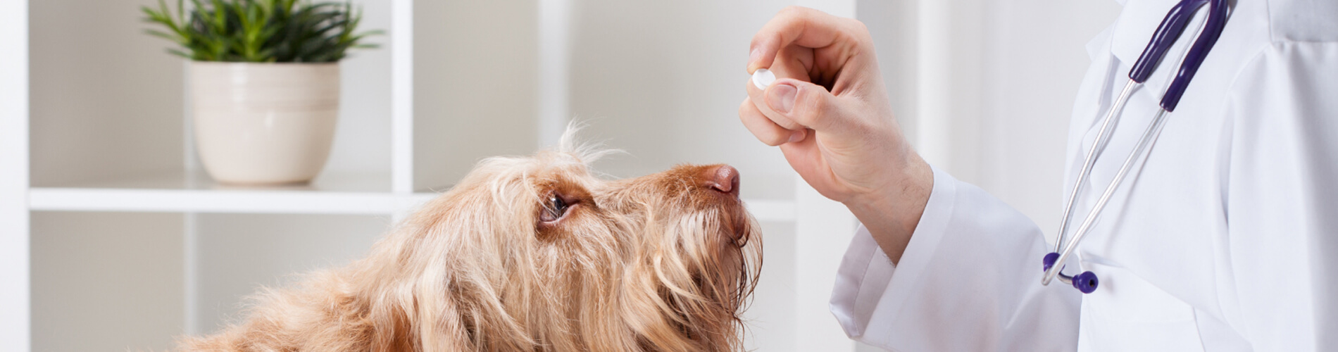 Animal Hospital Millstone - Small, Affordable, And Emergency Animal Hospital Animal Hospital Millstone - Small, Affordable, And Emergency Animal Hospital