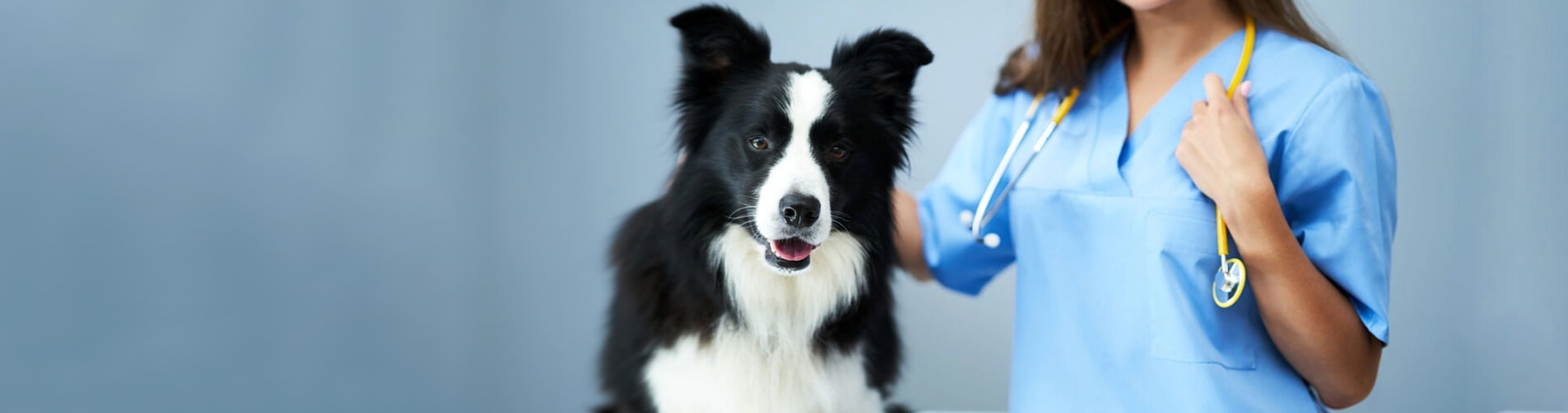 Animal Hospital Clifton Small, Affordable, And Emergency Animal Hospital