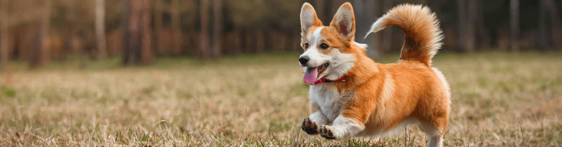 Spaying And Neutering Holmdel Low Cost Pet Spay And Neuter Clinic