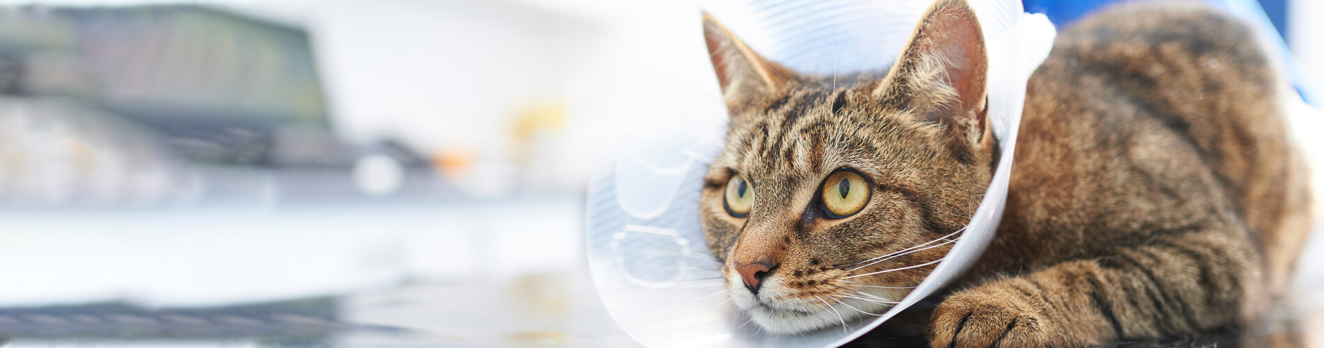 Spaying And Neutering Marlboro Low Cost Pet Spay And Neuter Clinic