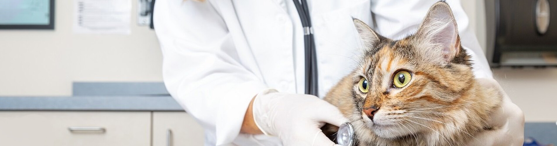 Spaying And Neutering Mount Holly Low Cost Pet Spay And Neuter Clinic