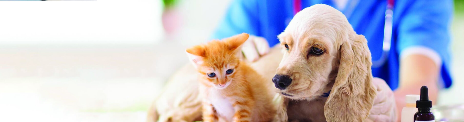 Spaying And Neutering Bronx Low Cost Pet Spay And Neuter Clinic