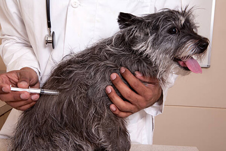  vet for dog vaccination in Millburn