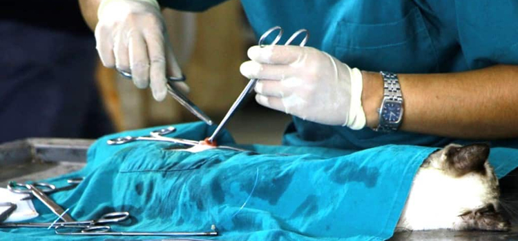Hillsborough animal hospital veterinary surgery