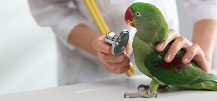 bird regular veterinary hospital